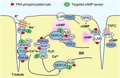 Visualizing Cyclic Adenosine Monophosphate in Cardiac Microdomains Involved in Ion Homeostasis